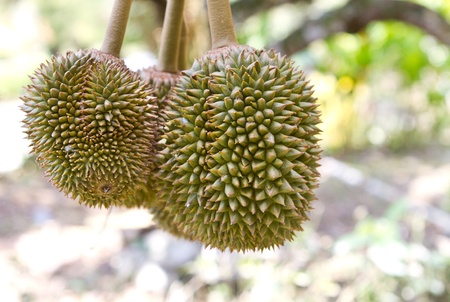 Durians on treeの写真素材