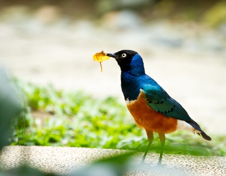 Beautiful looking Splendid Starling 
