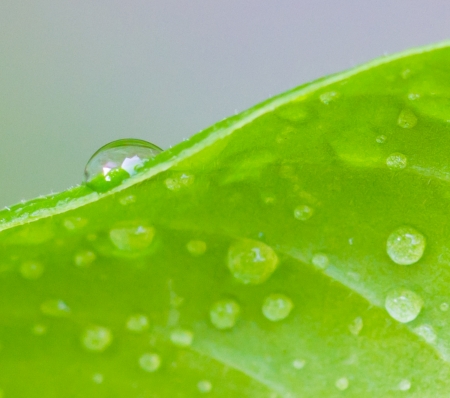 Water droplet on a leafの写真素材