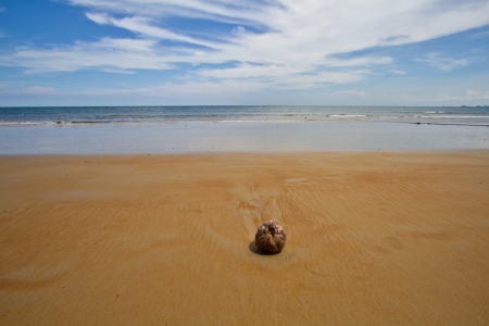 Coconut found lying on a sandy beachの写真素材