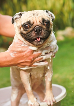 Dog taking a bathの写真素材