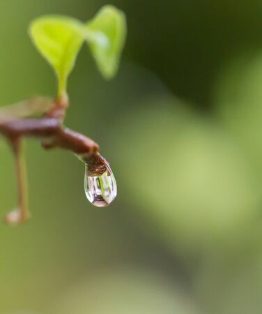 Water droplet on tree branchの写真素材