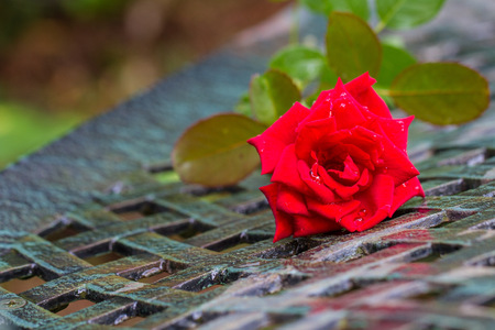 A stalk of red roseの写真素材