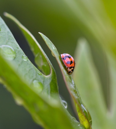 Pretty lady bug after the rainの写真素材