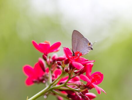 Close up shot of Butterfly on flowerの写真素材