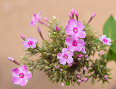 Rose of Sharon found in Seoulの写真素材