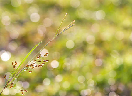 Wild flower with copyspace for textの写真素材