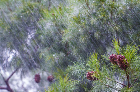 Heavy rain on a casuarina tree