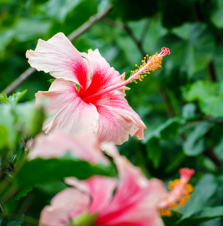 Lovely hibiscus in a gardenの写真素材