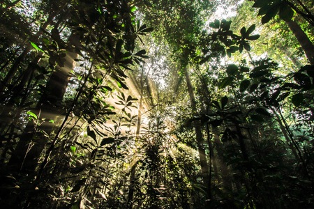 Tropical jungle in asia continent