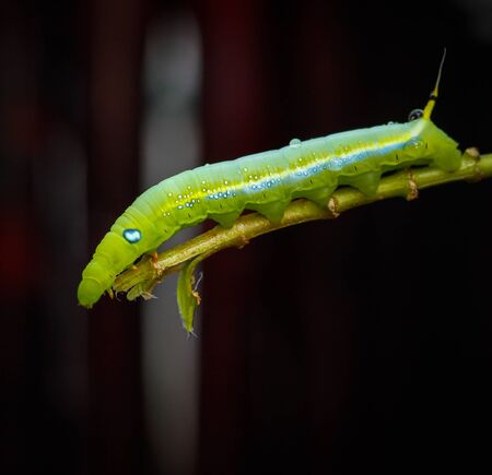 Caterpillarの写真素材