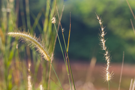 Setaria, a common wild plant