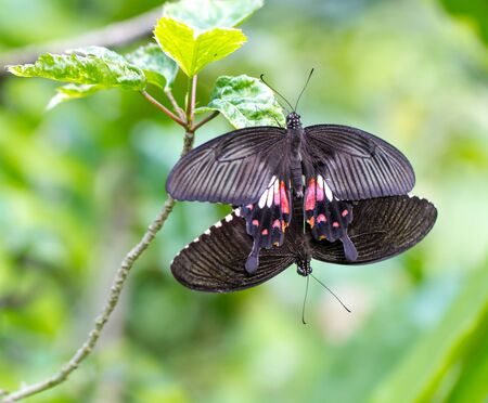 Butterfly making out in Kuala Lumpur Butterfly Parkの写真素材