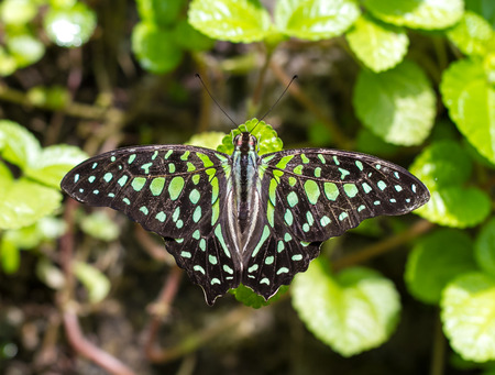 Tailed Jay butterflyの写真素材