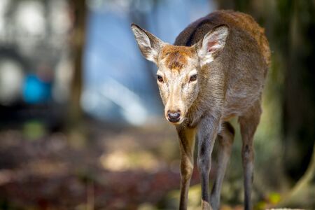 Deer in Nara park, Japanの写真素材
