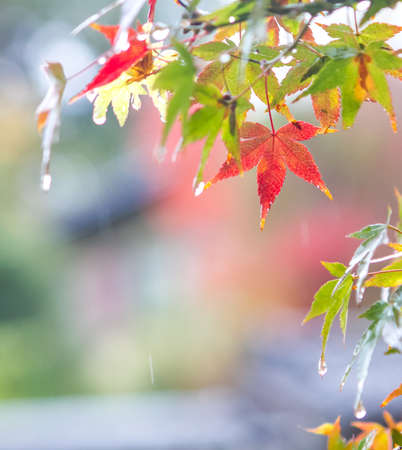 The wonderful colors of maple leafs during fallの写真素材
