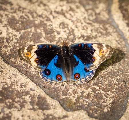 Beautiful butterfly in Kuala Lumpur Butterfly Parkの写真素材