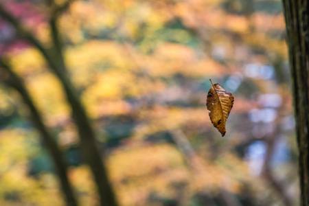 Beautiful autumn colors in Kyoto