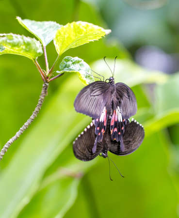 Butterfly making out in Kuala Lumpur Butterfly Parkの写真素材