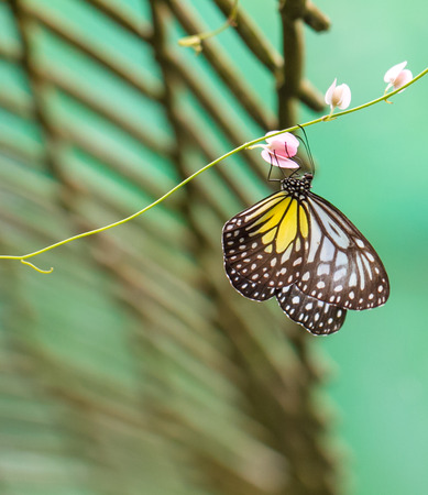 Yellow Glassy Tiger butterfly on a flower in a gardenの写真素材