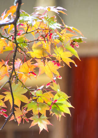 The wonderful colors of maple leafs during fallの写真素材
