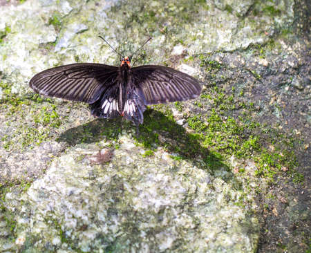 A beautiful butterfly on the groundの写真素材