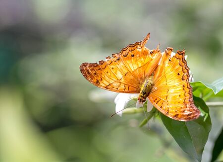 Beautiful butterfly in Kuala Lumpur Butterfly Park