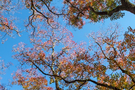 Beautiful autumn colors in Kyoto
