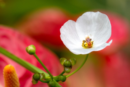 Busy little bee on a flowerの写真素材