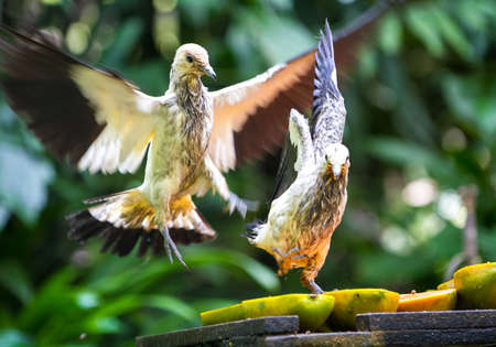 White color birds hanging out togetherの写真素材