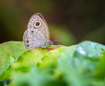 Little hornet on green leafの写真素材