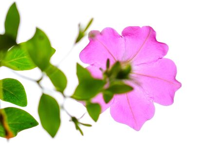 A single stalk of petunia with sky as backgroundの写真素材
