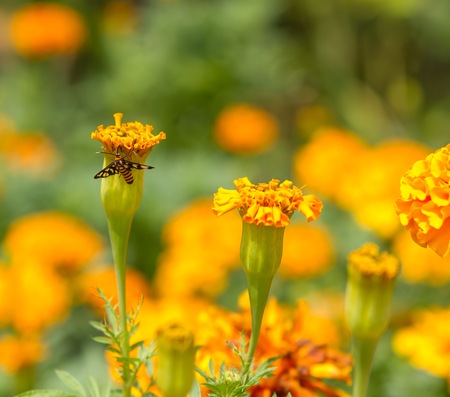 Garden with lovely flowers and insectの写真素材