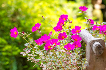 Japanese rose on green foliage