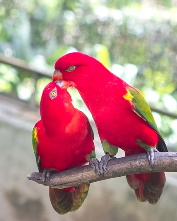 Two parrots having a great intimate time