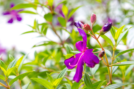Garden with vibrant and lovely flowersの写真素材