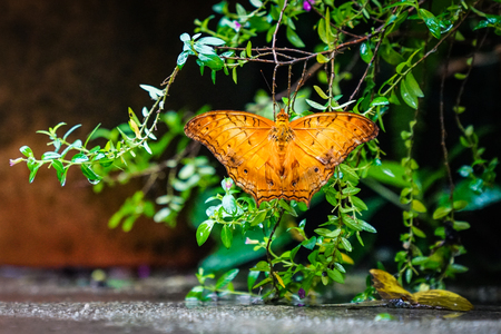 Cruiser Butterfly on green with wings wide openの写真素材