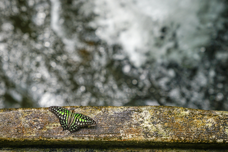 Butterfly by waterfall with copy spaceの写真素材