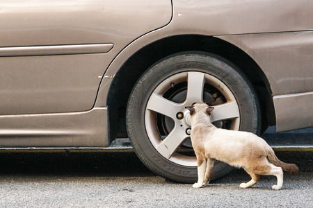 Curious cat checking out a car tyreの写真素材