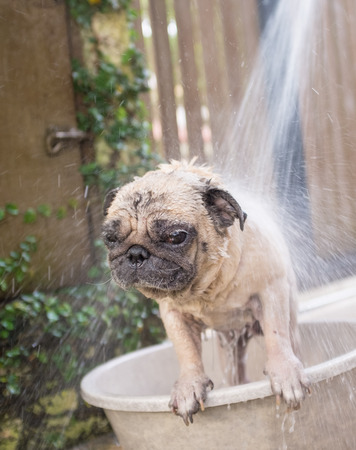 Dog has a bathの写真素材