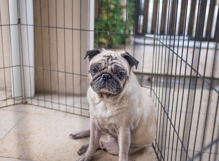 Pug feeling pensive inside a fenceの写真素材