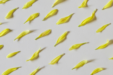 Background of petals from chrysanthemum arranged in linesの写真素材