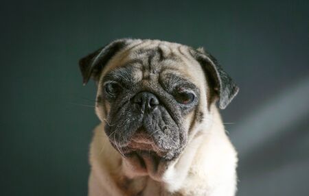 Sad looking pug dog. Studio shot.の写真素材