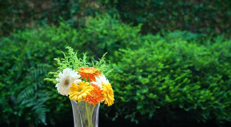 Gerbera Daisy flowers in a vase with green background. Copy space.の写真素材