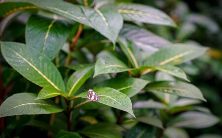 Nature background, tropical forest with green fertile leaves and butterfly on it.