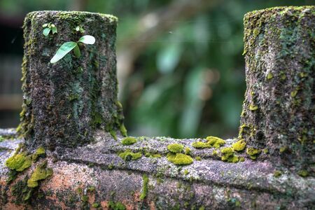 Green moss on wooden fence. Nature background.の写真素材