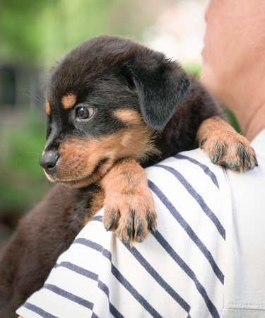 Cute puppy dog rest its head on the shoulder of adult man. Close up view.の写真素材