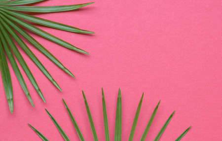 Tropical palm leaves frame on light red background. Top view, copy space.