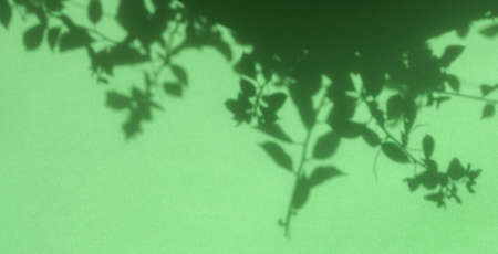 Shadow of foliage on green background. Transparent soft light and shadows from plants and leaves....