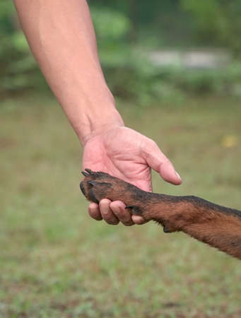 Human hand holding dog paw. Friendship and companion concept. Close up shot.の写真素材